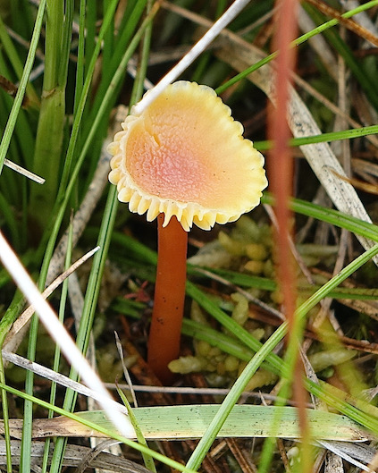 orange waxcap